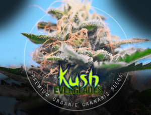 Everglades Kush